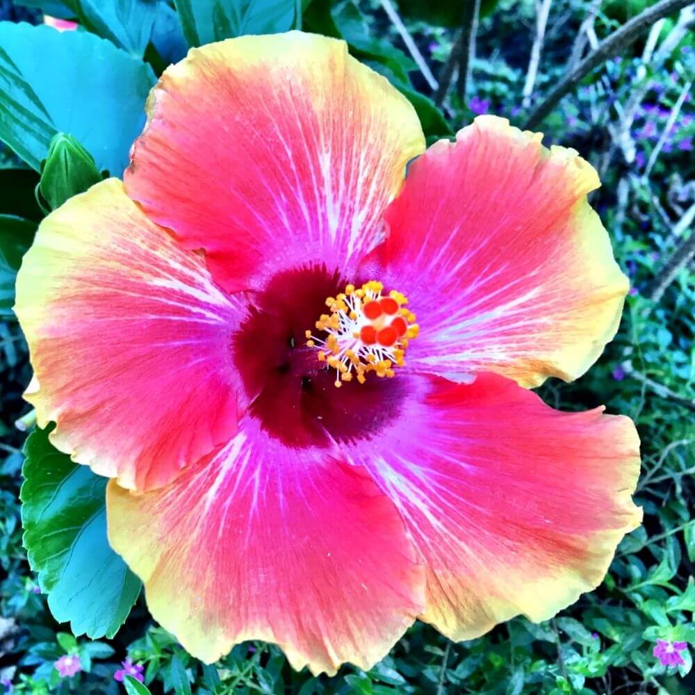 Vibrant hybrid rainbow hibiscus blooms