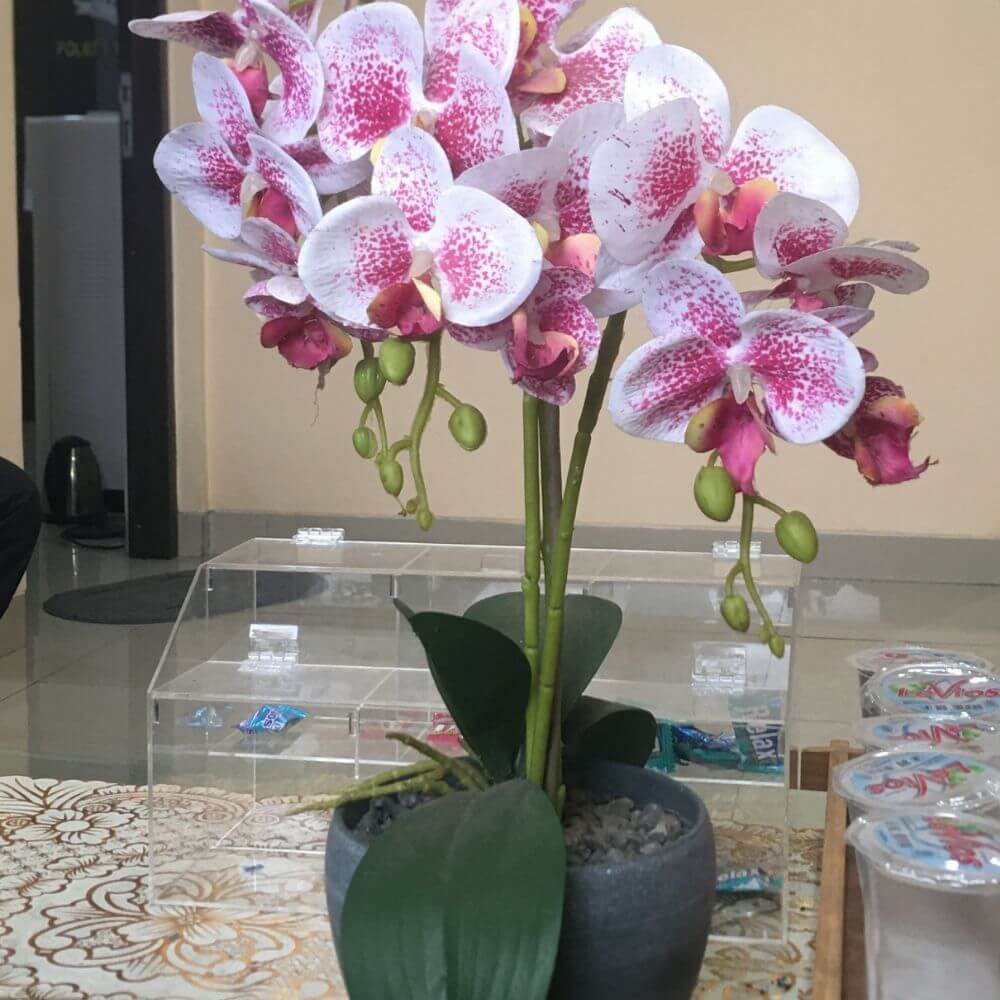 Exotic rainbow orchid blooms indoors