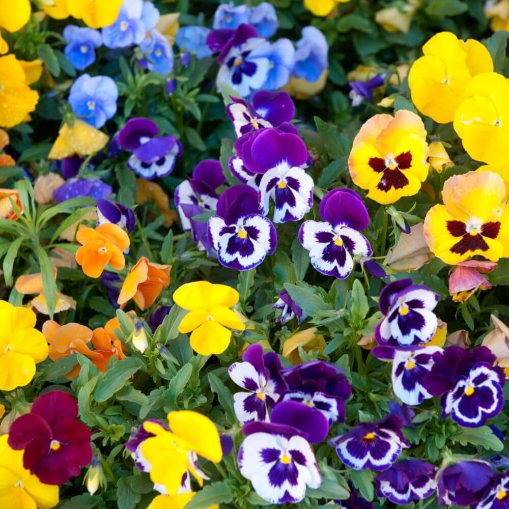 Bright multi-colored pansy flowers