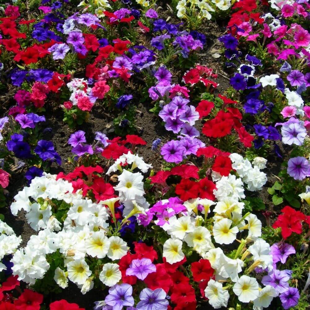 Cluster of Multicolor petunia flowers 