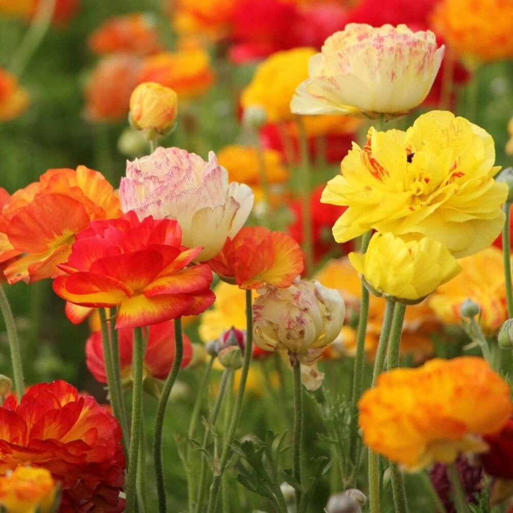 Soft pastel ranunculus flowers 