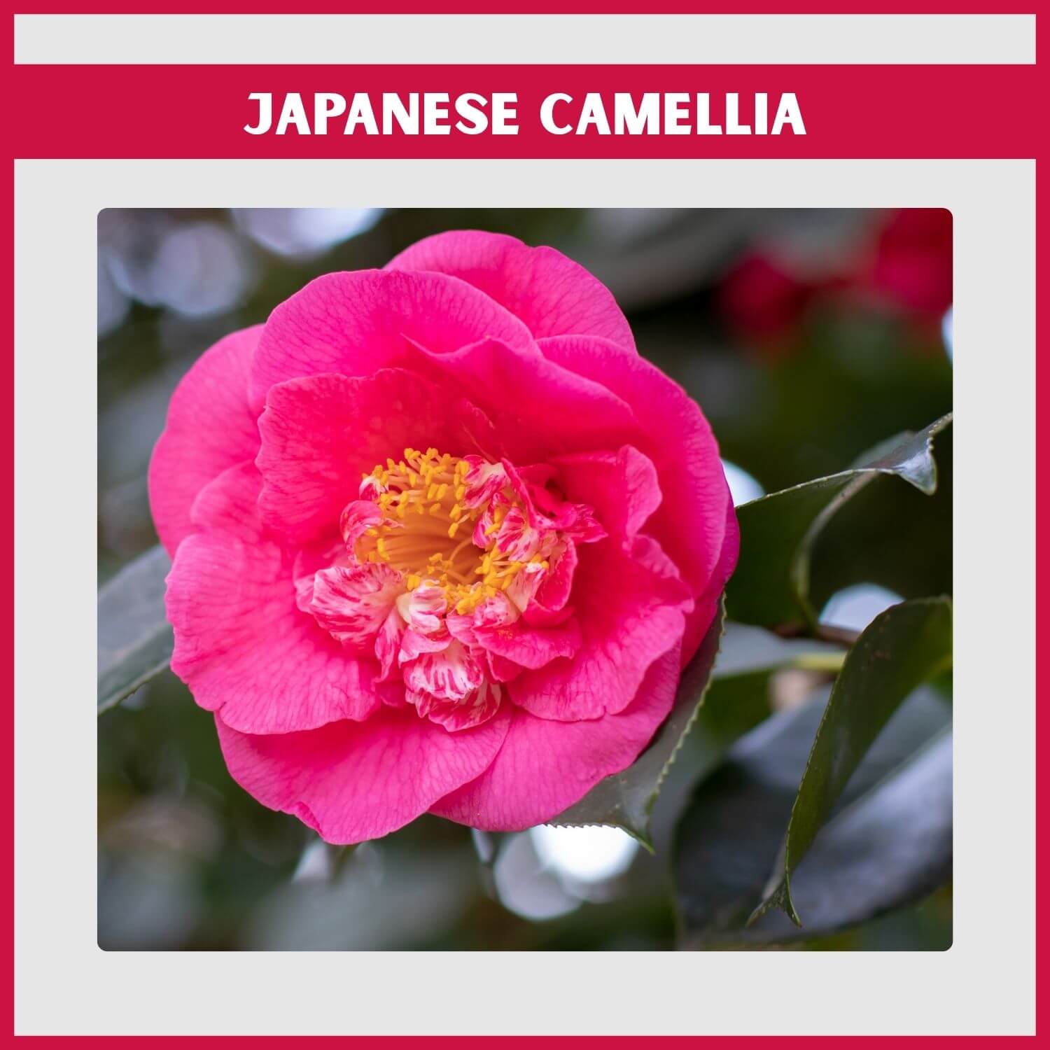 Deep red peony-form flowers of a 'Professor Sargent' Camellia in winter