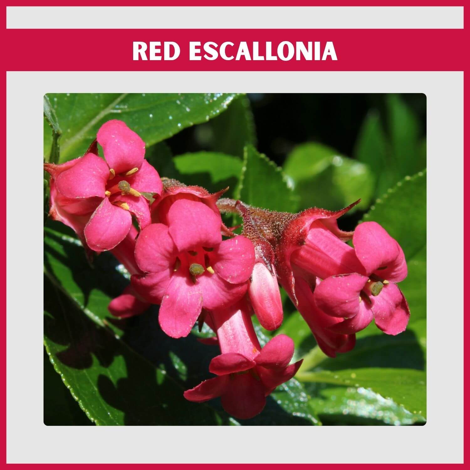 An upright 'Crimson Spire' Escallonia showing its tubular red flowers in a hedge