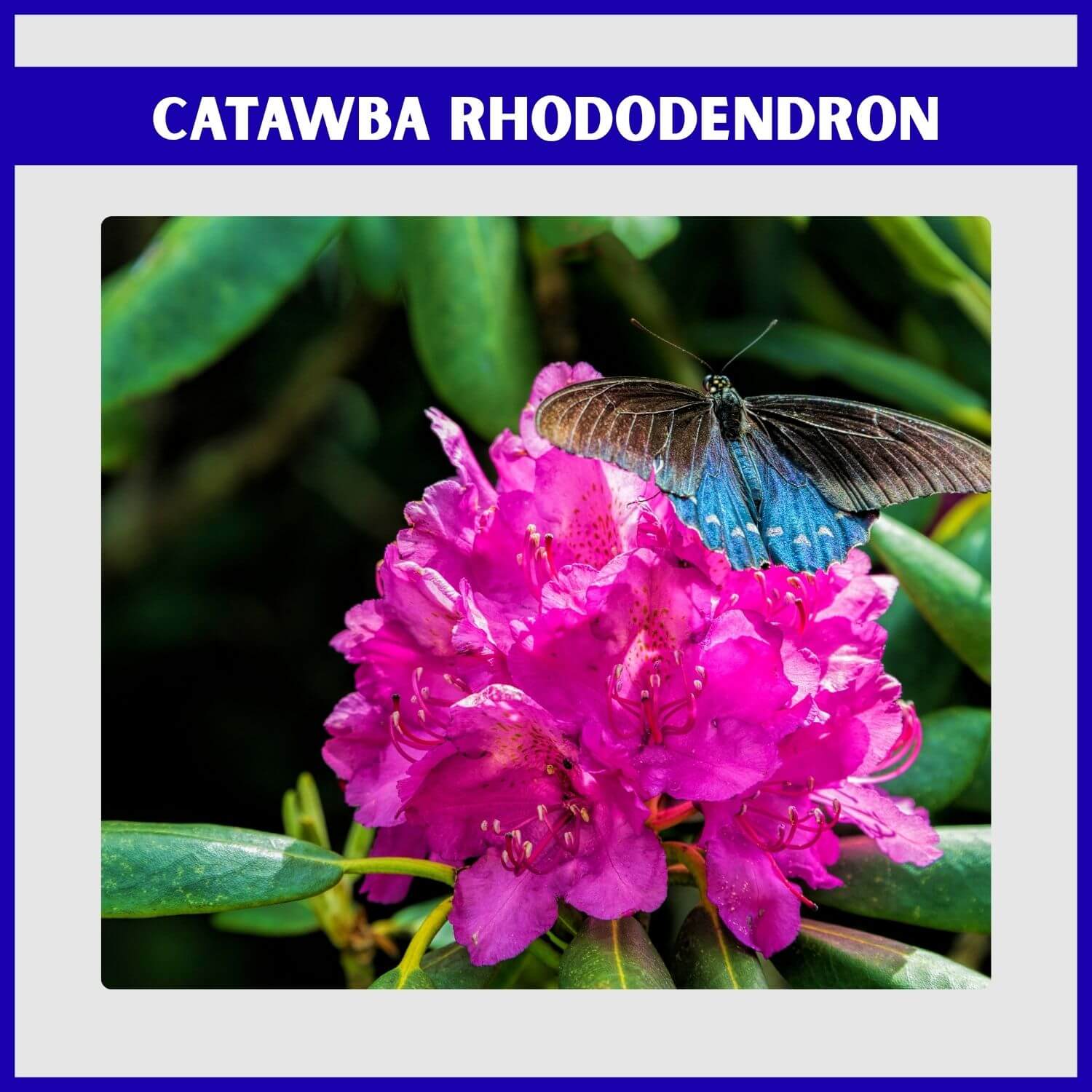 'Catawbiense Album' Rhododendron Evergreen with a Butterfly
