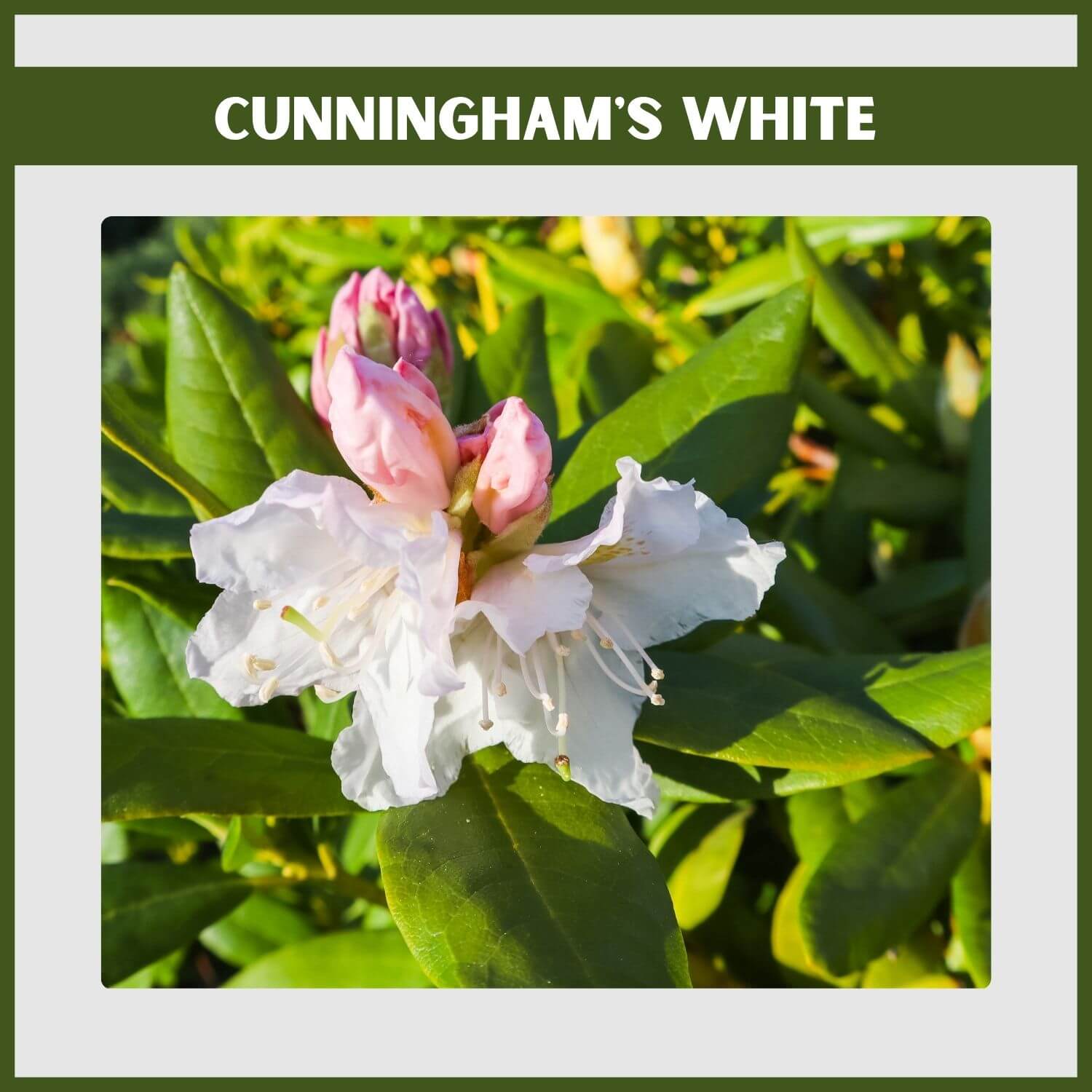 Evergreen 'Cunningham's White' Rhododendron shrub blooms