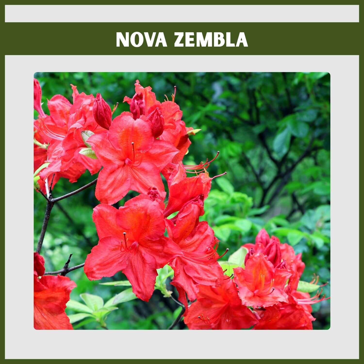 A 'Nova Zembla' Rhododendron, a cold-hardy evergreen, showing its vibrant red flower trusses