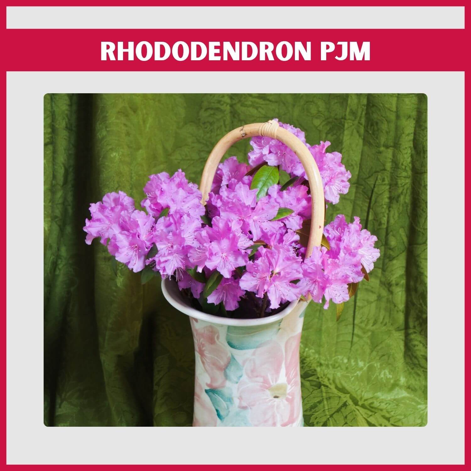 A cold-hardy 'P.J.M.' Rhododendron in full lavender-pink bloom in a pot