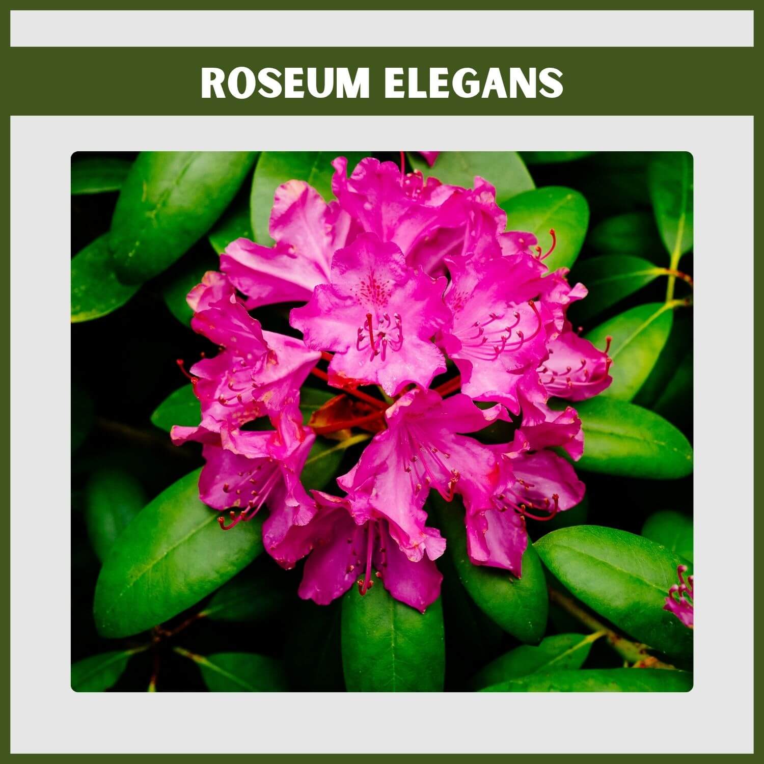 large 'Roseum Elegans' Rhododendron in full lavender-pink bloom