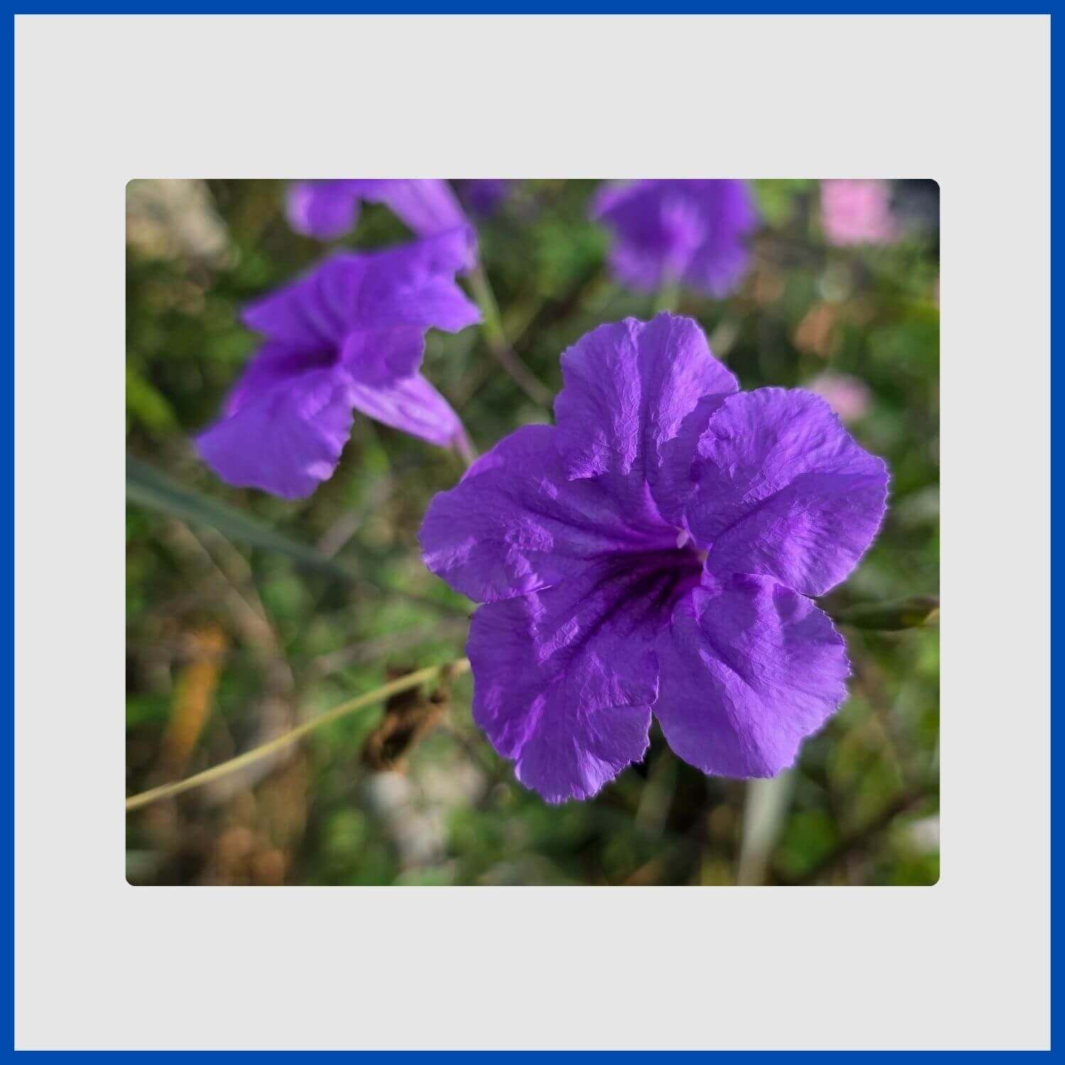 A trumpet-shaped blue flower on a Mexican petunia plant