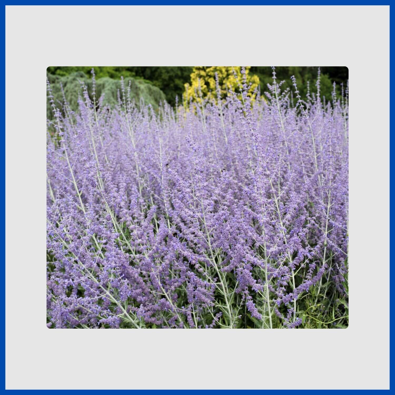 Wispy, lavender-blue flower spikes on silvery Russian sage stems