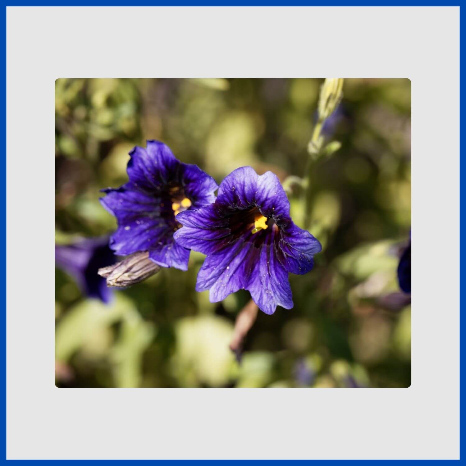 2 blue salpiglossis flowers