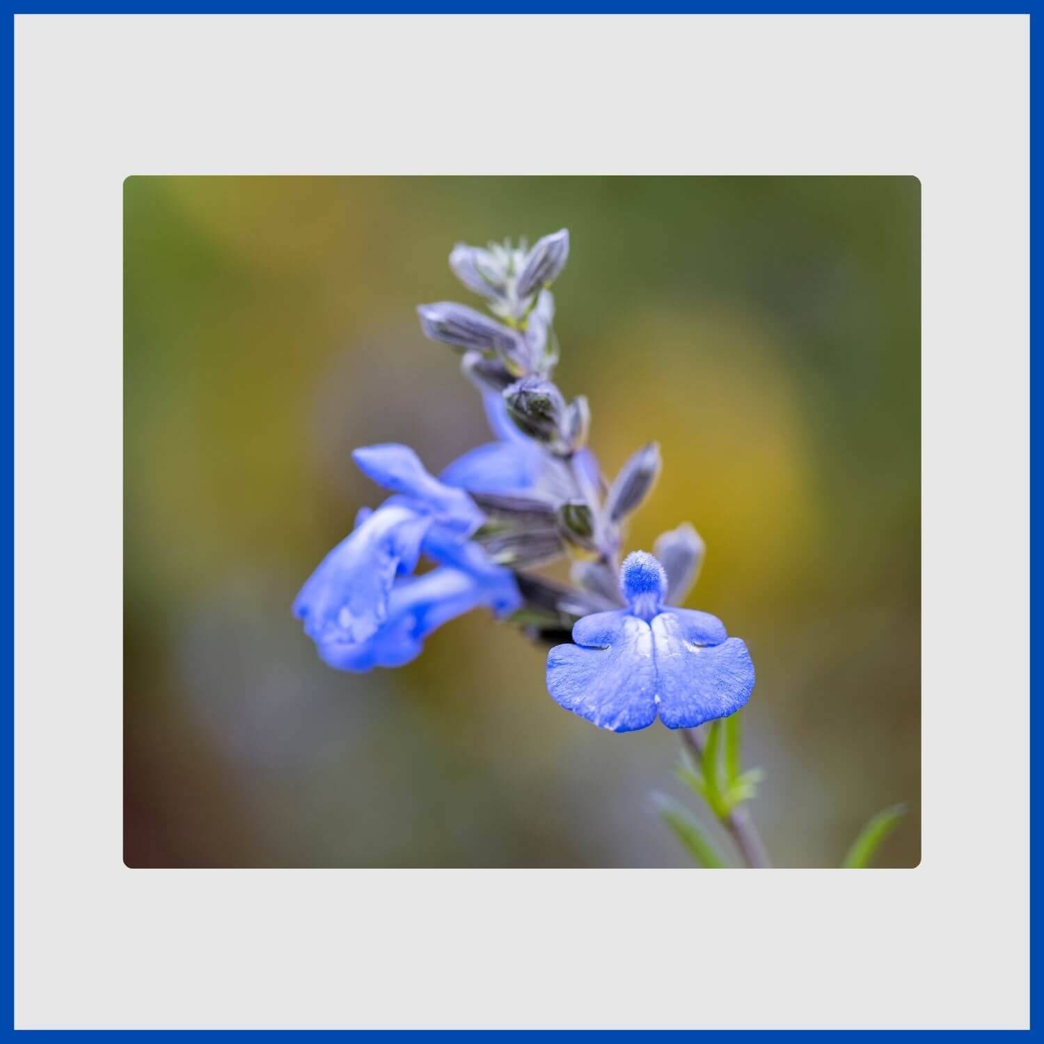 Airy spikes of clear blue salvia flowers, also called blue sage