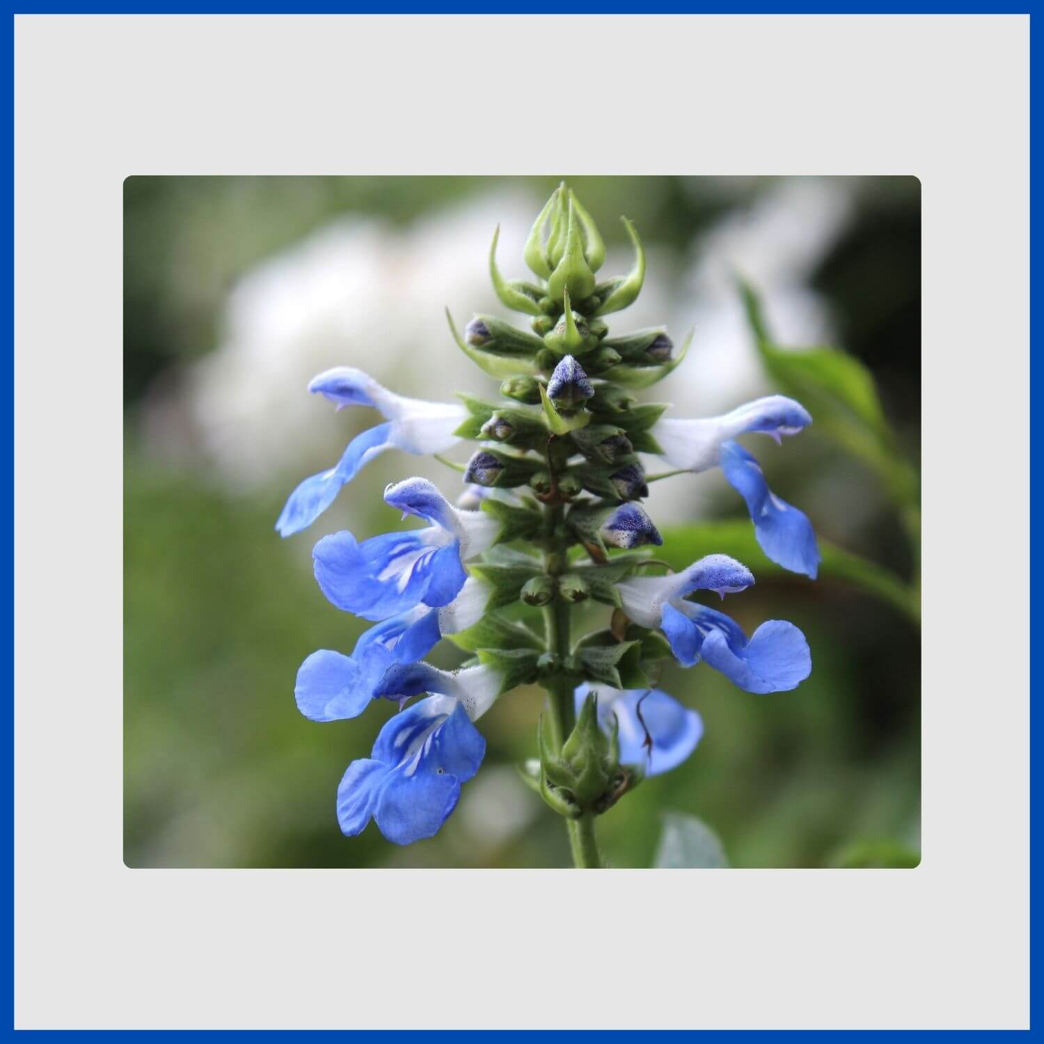 Airy spikes of clear sky-blue bog sage flowers in a moist garden
