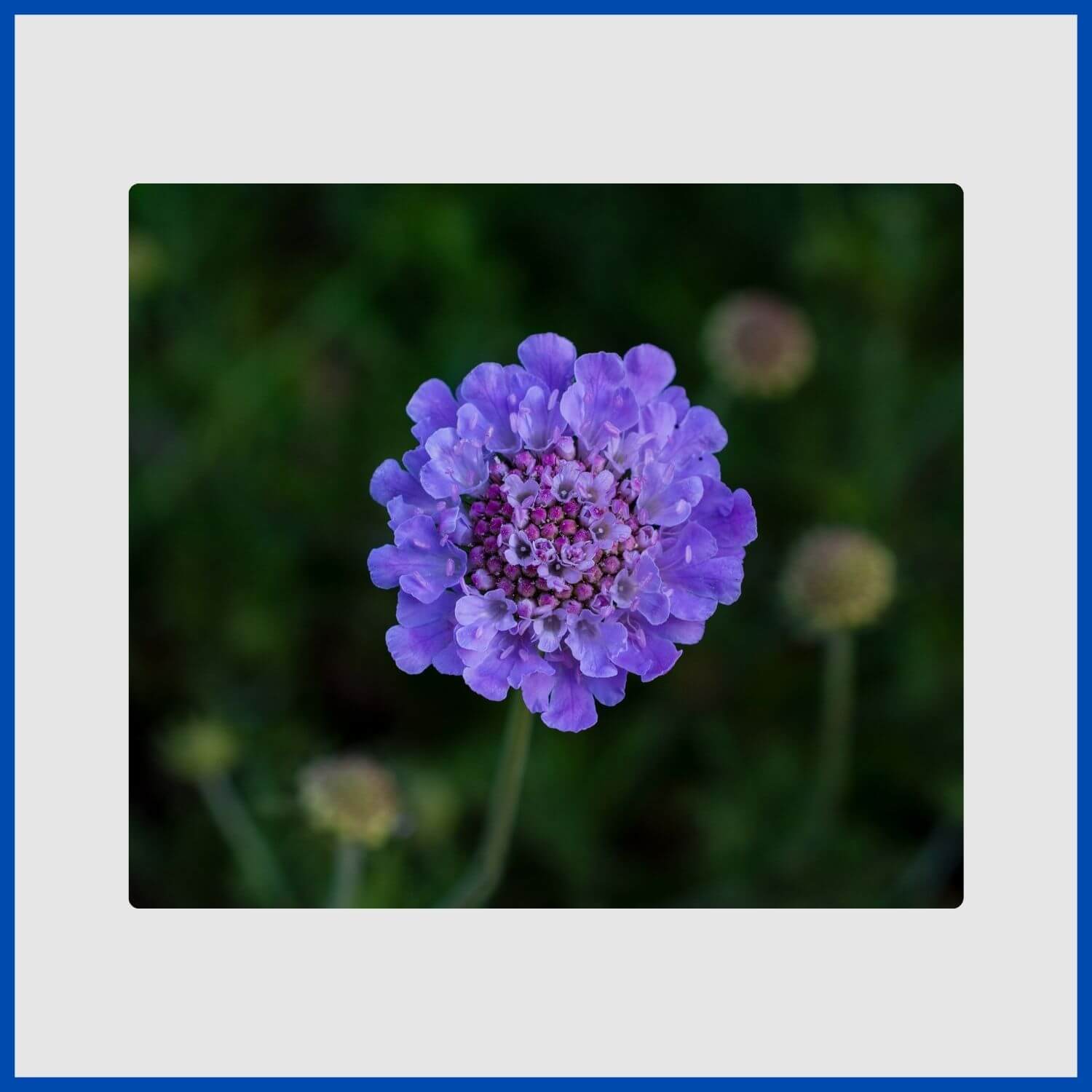 A lavender-blue scabiosa flower, also known as a pincushion flower