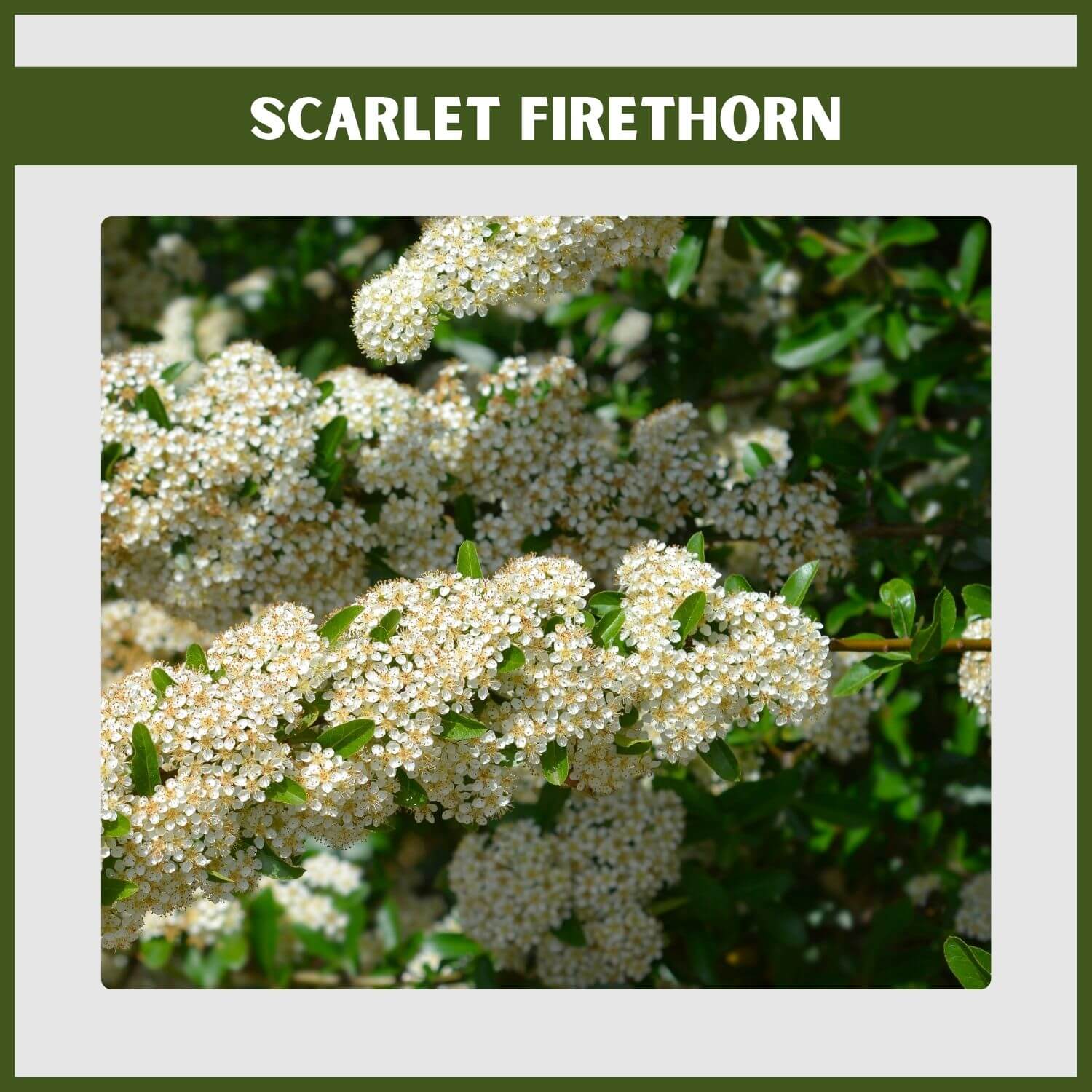 An Evergreen Scarlet Firethorn shrub 