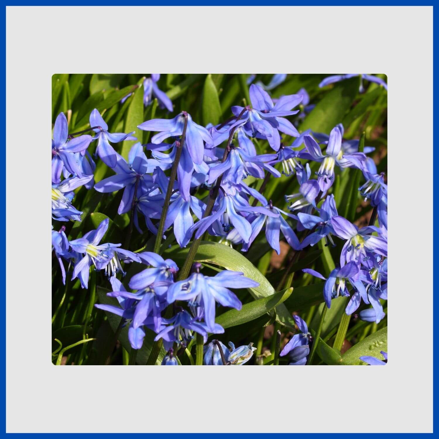 A carpet of intense blue, bell-shaped Siberian squill flowers
