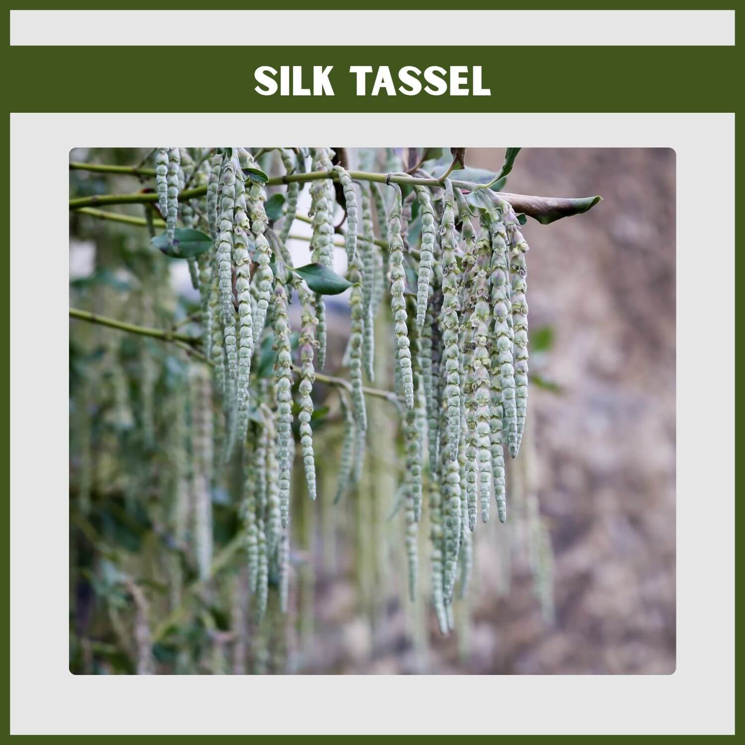 Long, dramatic catkins on a Silk Tassel evergreen flowering shrub in winter