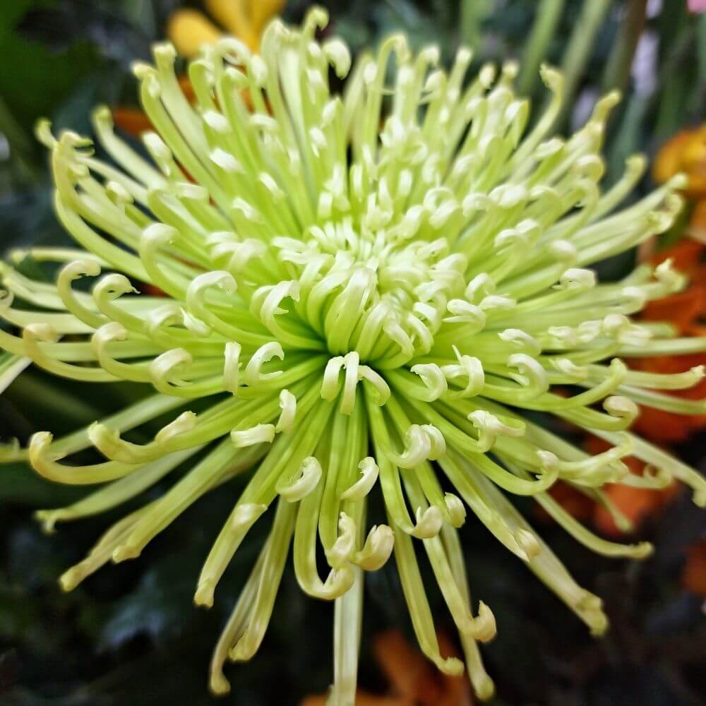 Spiky spider mum