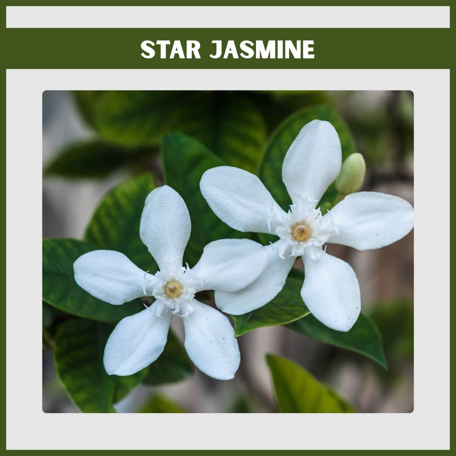 2 Star Jasmines groundcover with there sweet-scented white pinwheel flowers