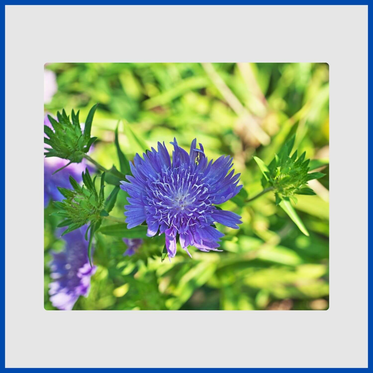 A large, fringed blue flower of the Stoke's Aster