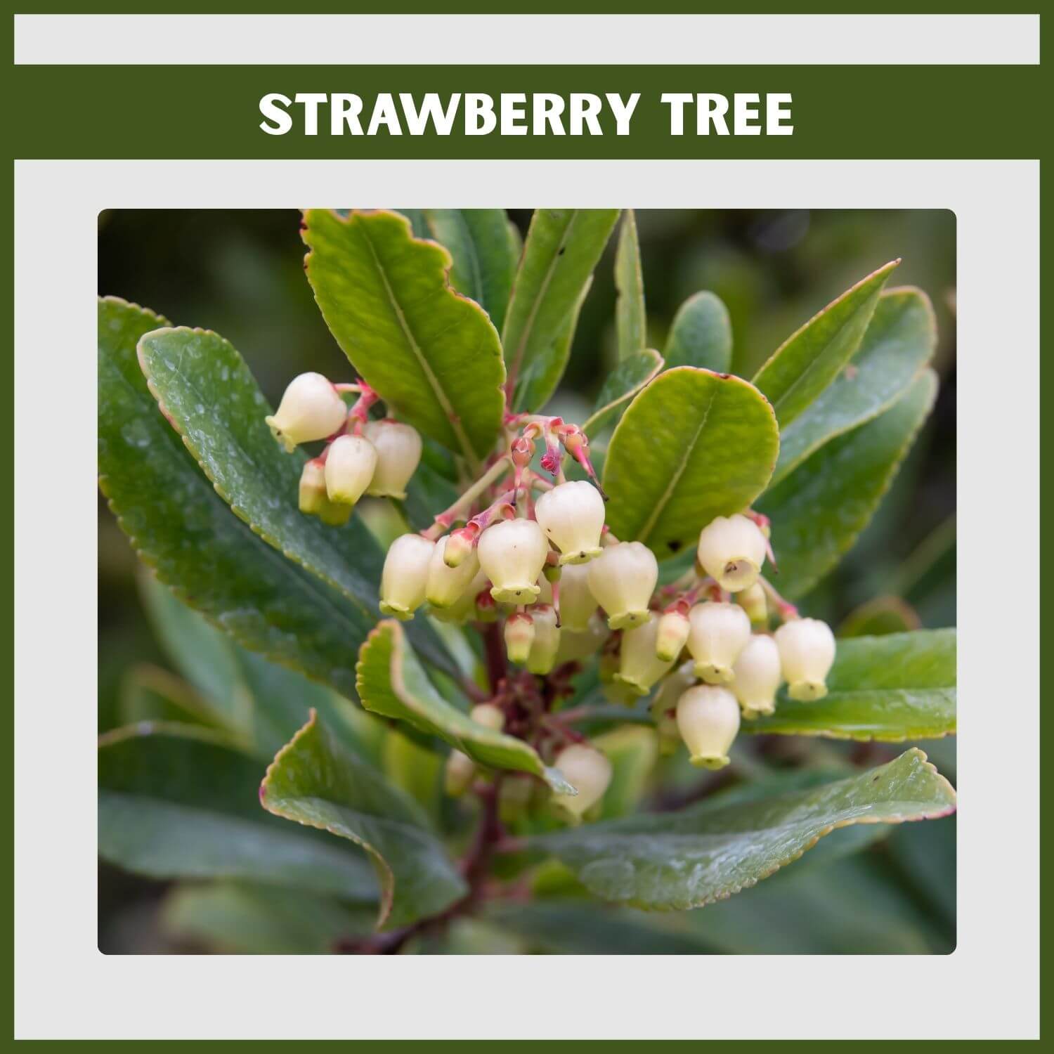 A 'Compacta' Strawberry Tree, a unique evergreen, showing its white flowers