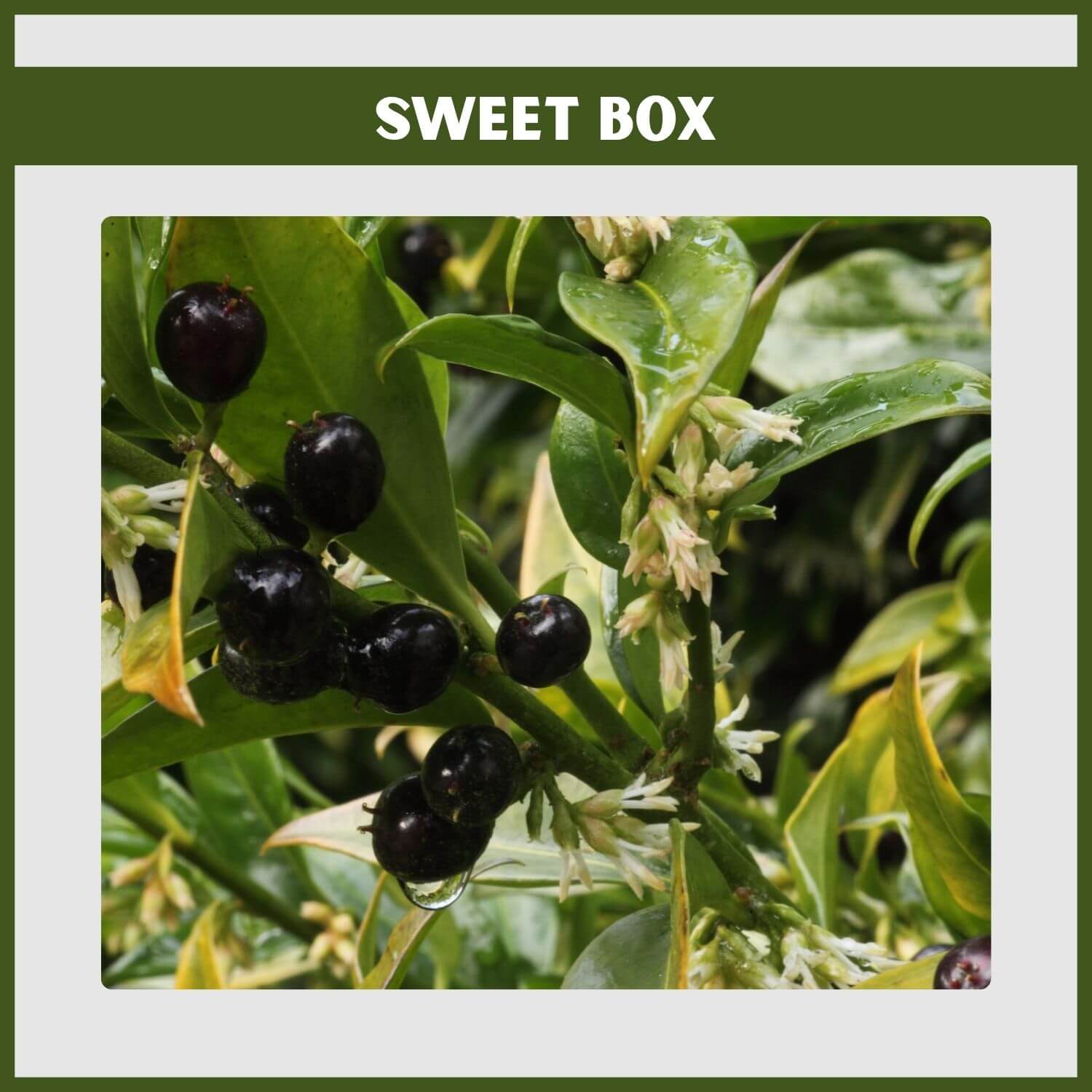 The tiny but powerfully fragrant white flowers of a Sweet Box shrub in a shade garden