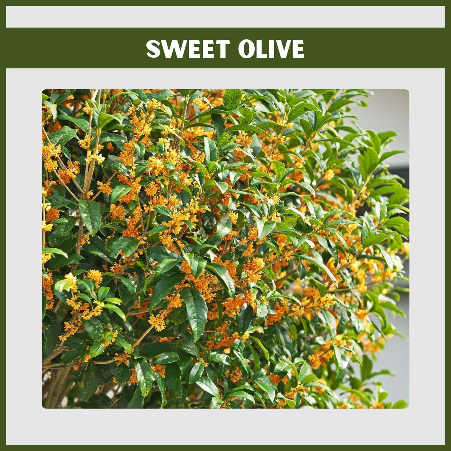 Tiny, powerfully fragrant white flowers on a Sweet Olive (Osmanthus) evergreen shrub