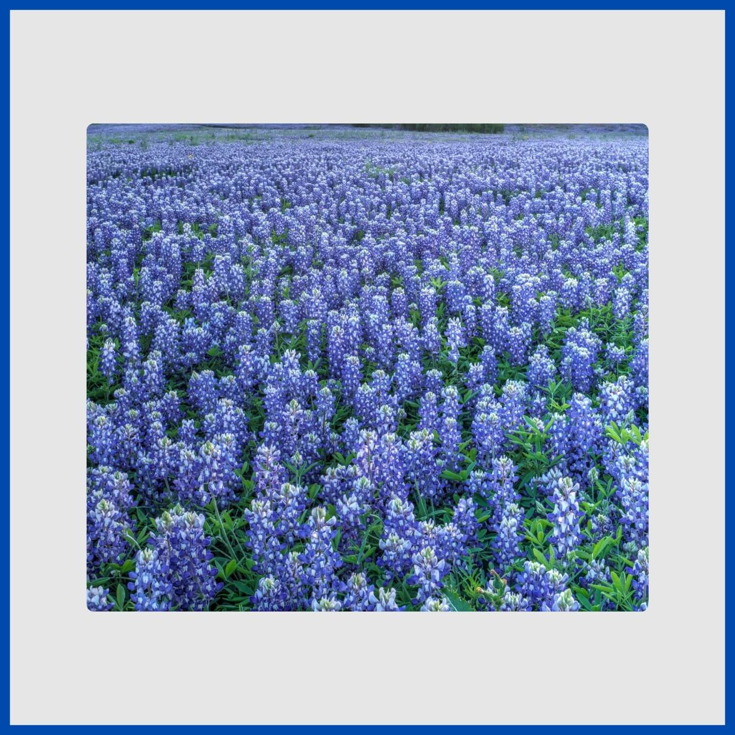 A field of bluebonnets, the Texas state flower, with blue and white spikes