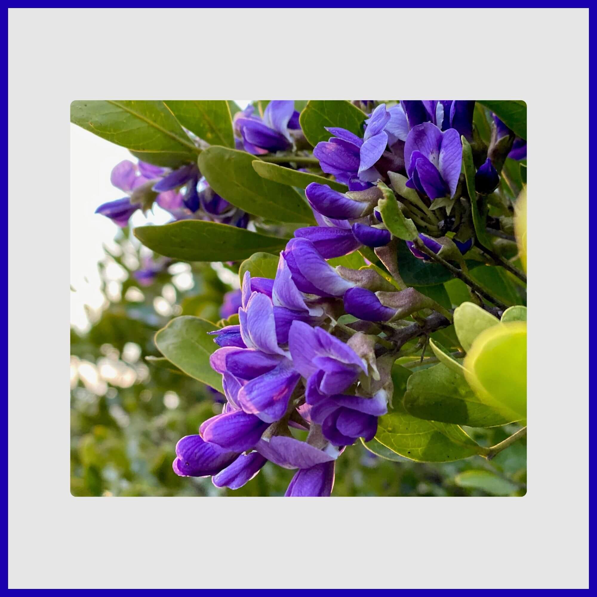 Texas Mountain Laurel tree with fragrant purple-blue flowers
