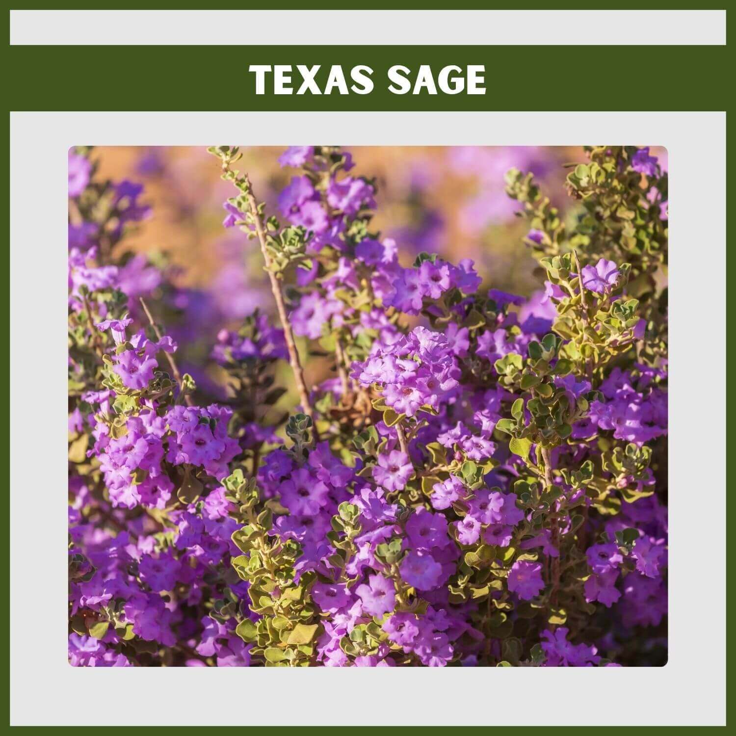 Silvery foliage and purple-pink flowers of a Texas Sage shrub 