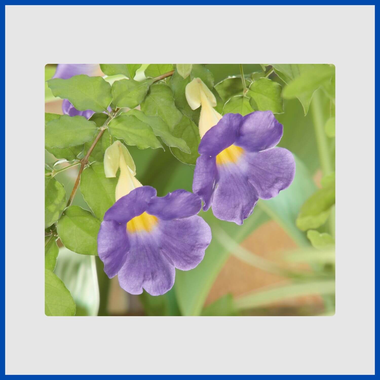 A large, velvety blue flower of the Thunbergia battiscombei vine