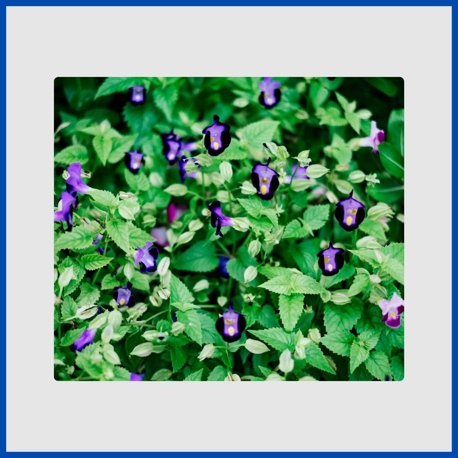 blue torenia, or wishbone flowers