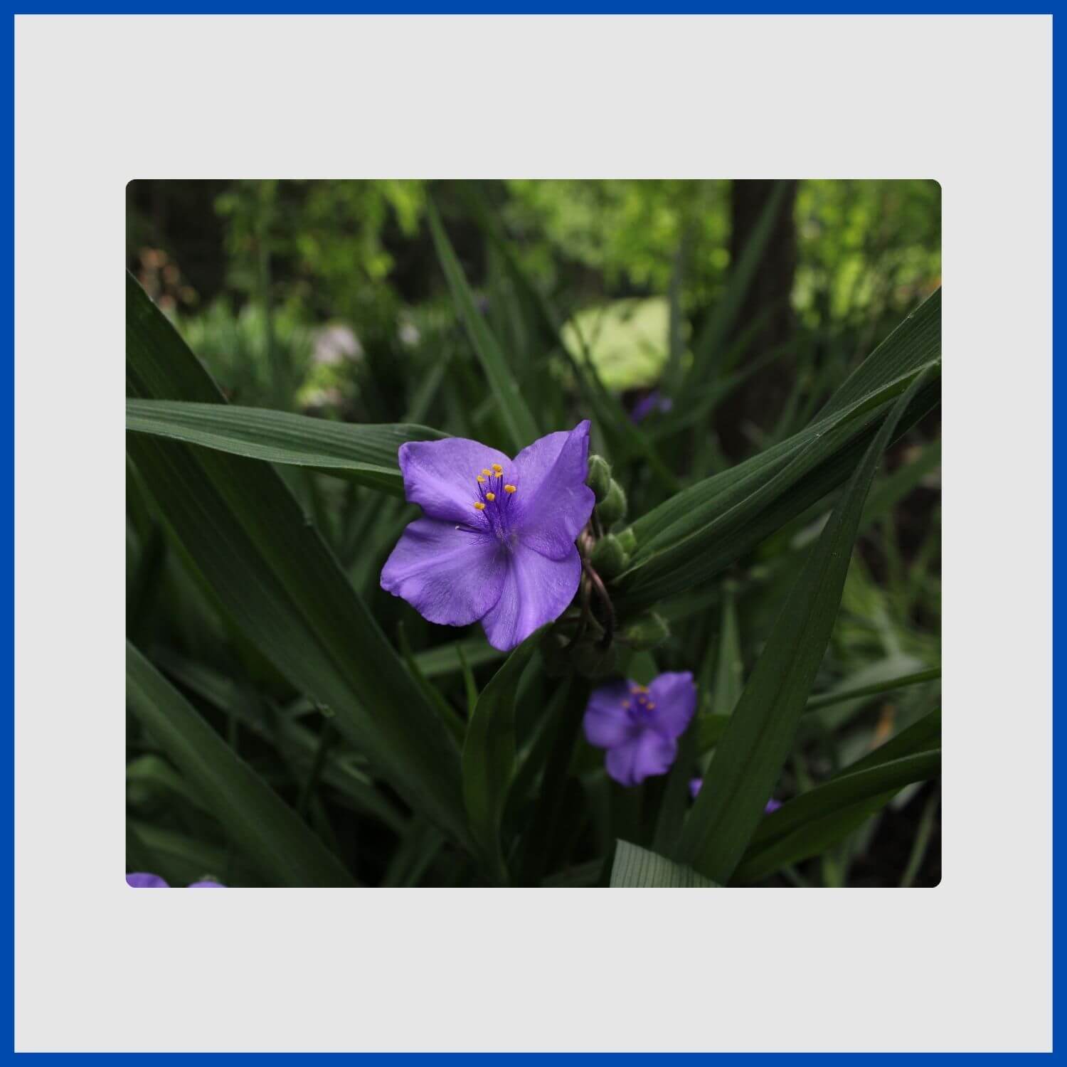 A three-petaled blue spiderwort flower with contrasting yellow stamens