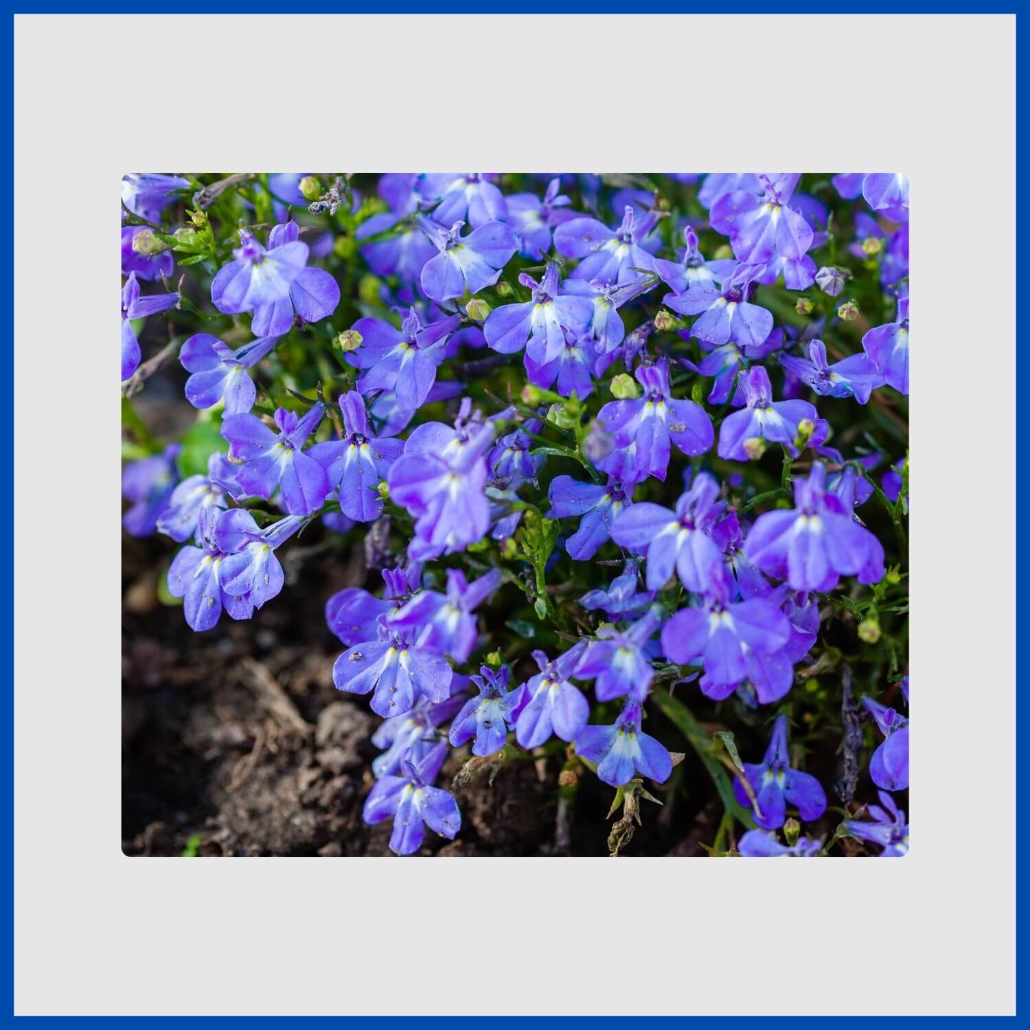 Masses of tiny blue lobelia flowers cascading from a hanging basket