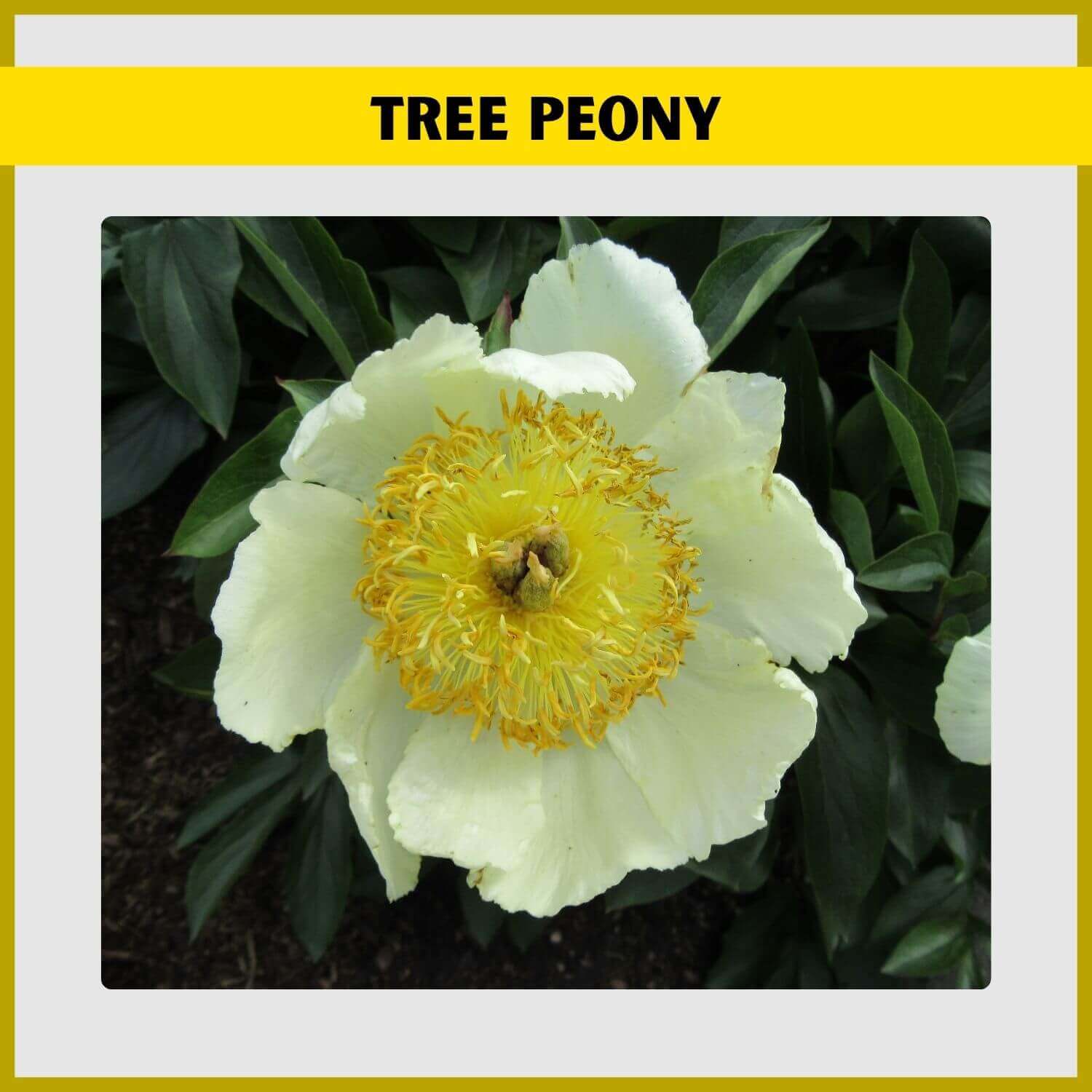 Large, bright yellow flower on a 'High Noon' Tree Peony shrub