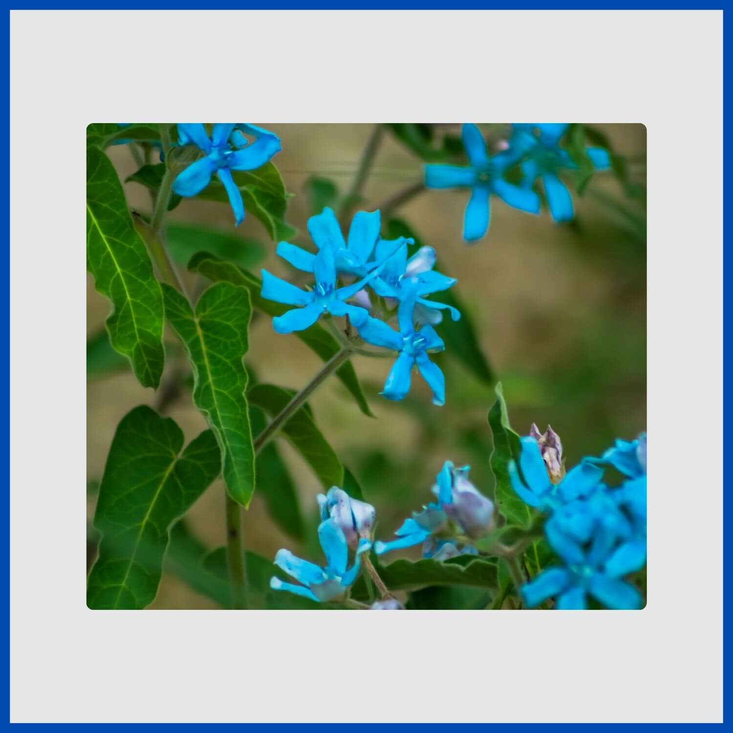 unique, star-shaped tweedia flowers in a rare turquoise-blue hue