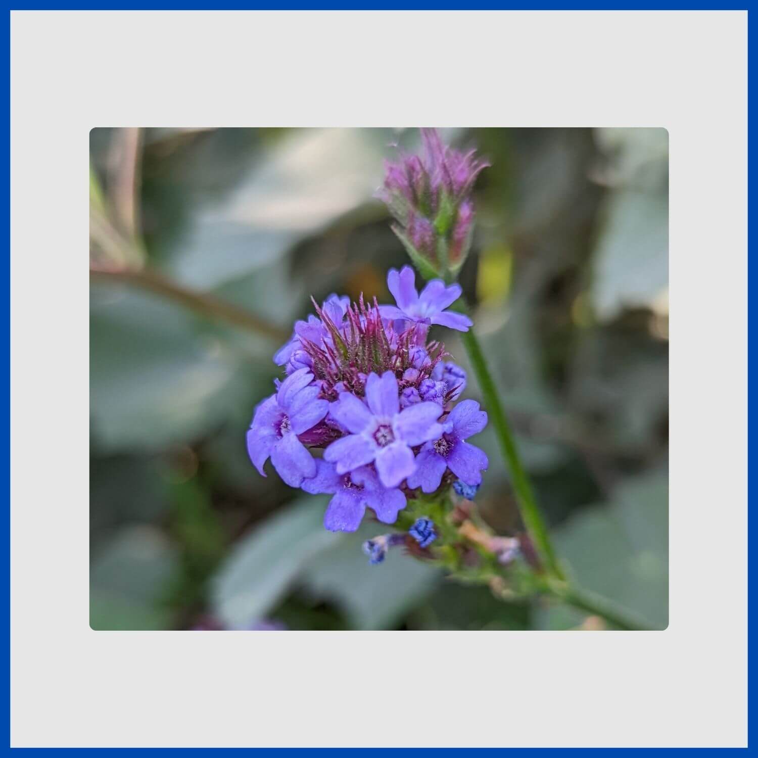 A cluster of blue-violet verbena flowers