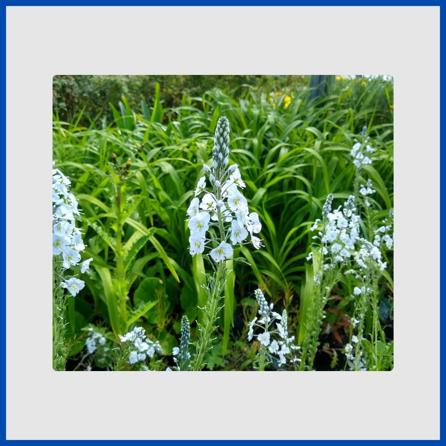 Elegant, airy spikes of light blue veronica gentianoides