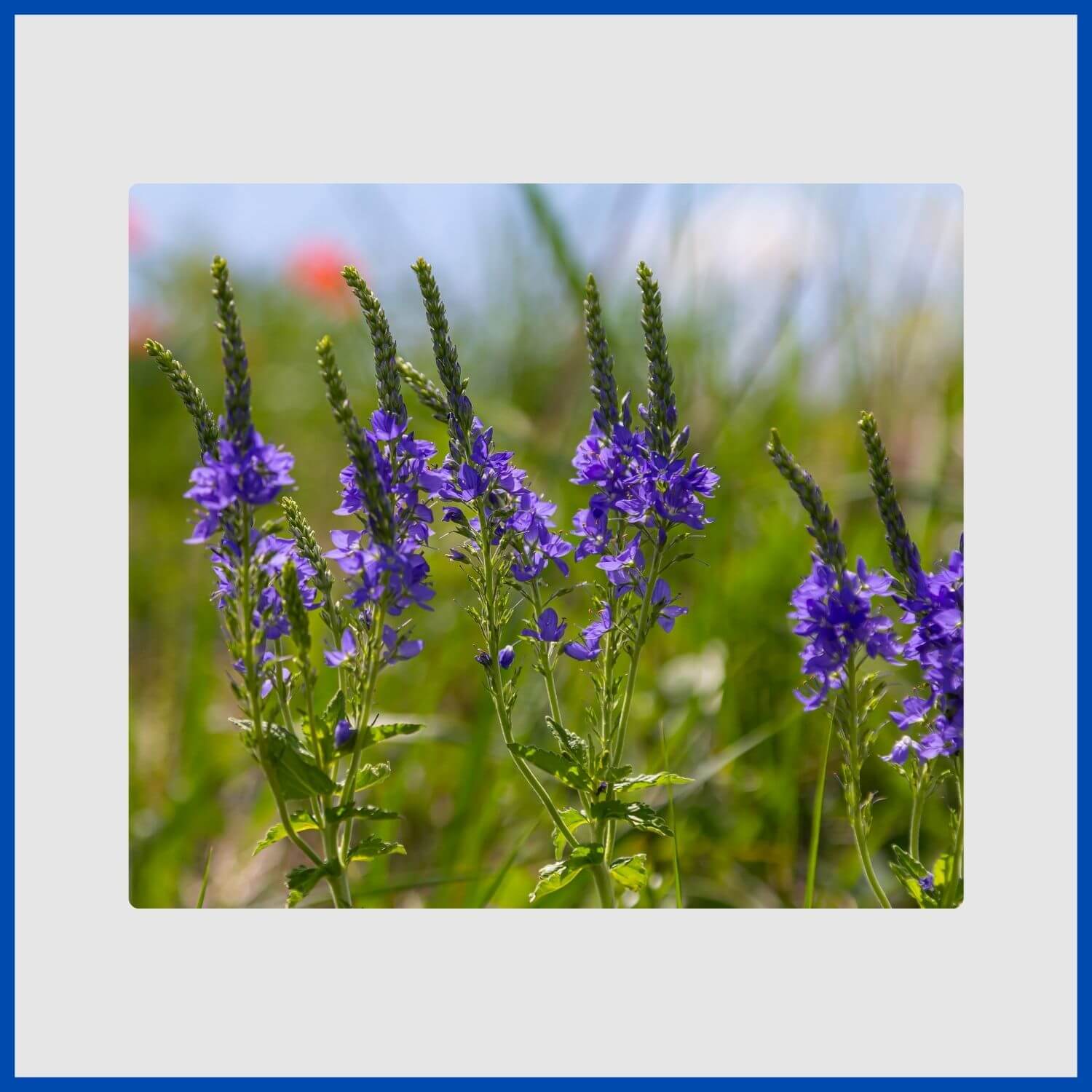 A slender spike of small blue veronica flowers, also known as speedwell