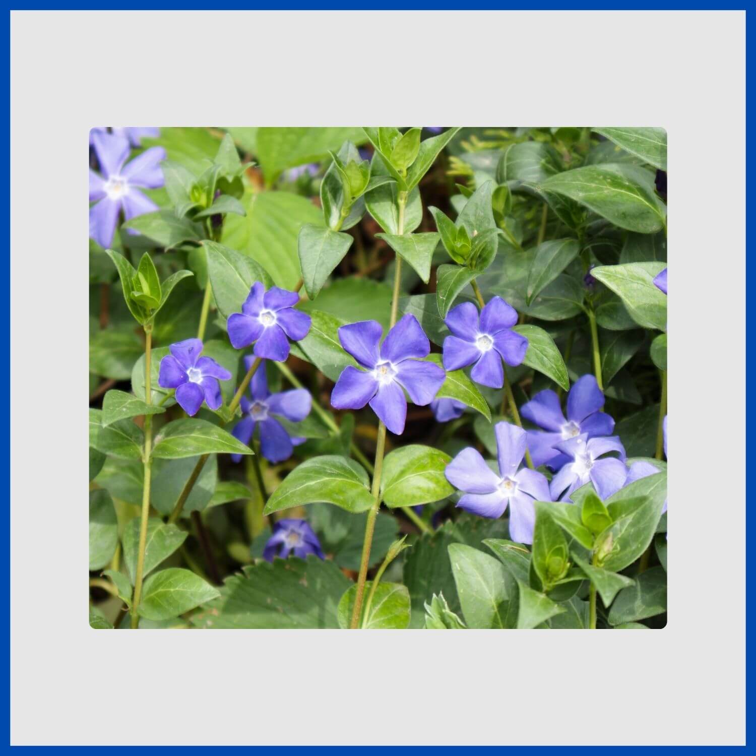A small, blue periwinkle flowers blooming against glossy green groundcover