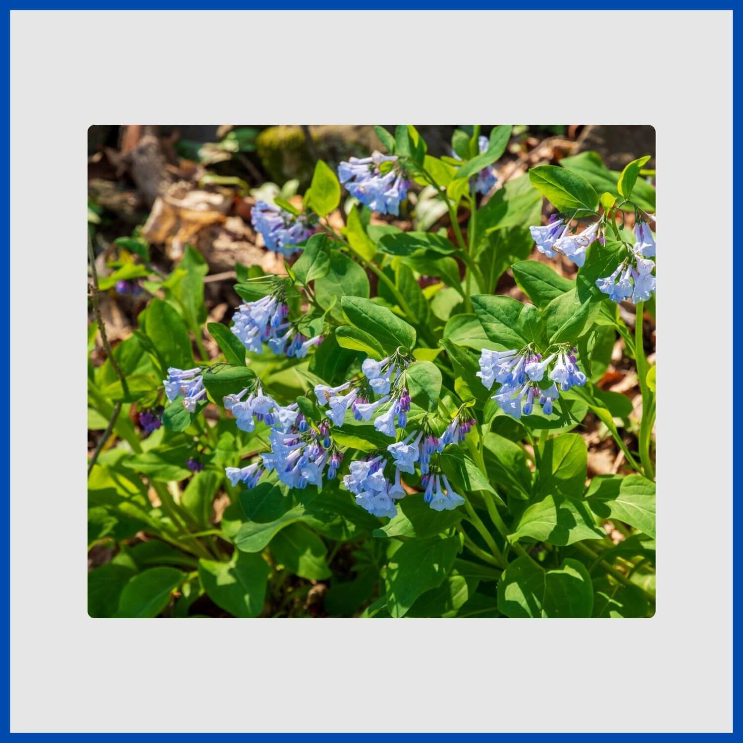 Clusters of trumpet-shaped Virginia bluebells in a spring woodland
