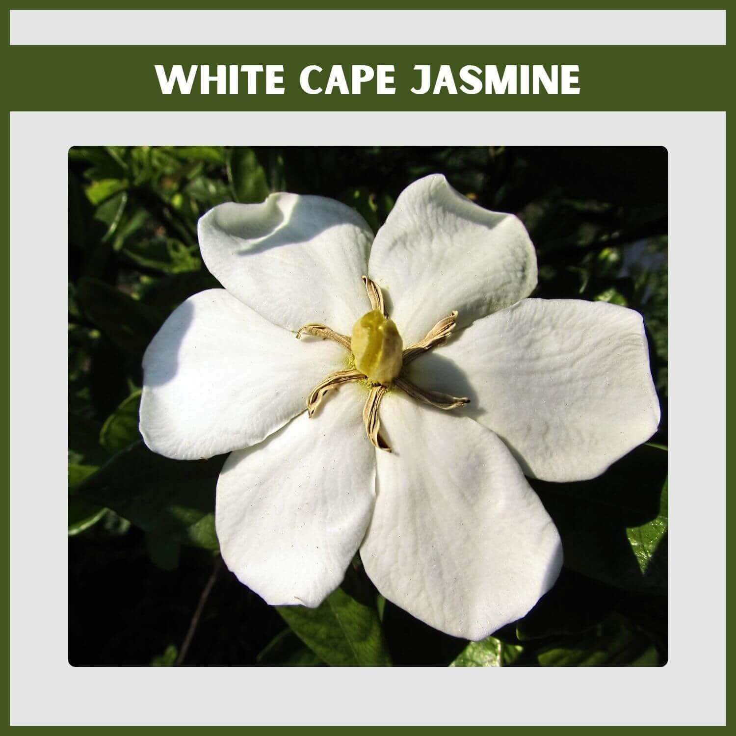 The large, single white flower of a robust White Cape Jasmine (Gardenia thunbergia)