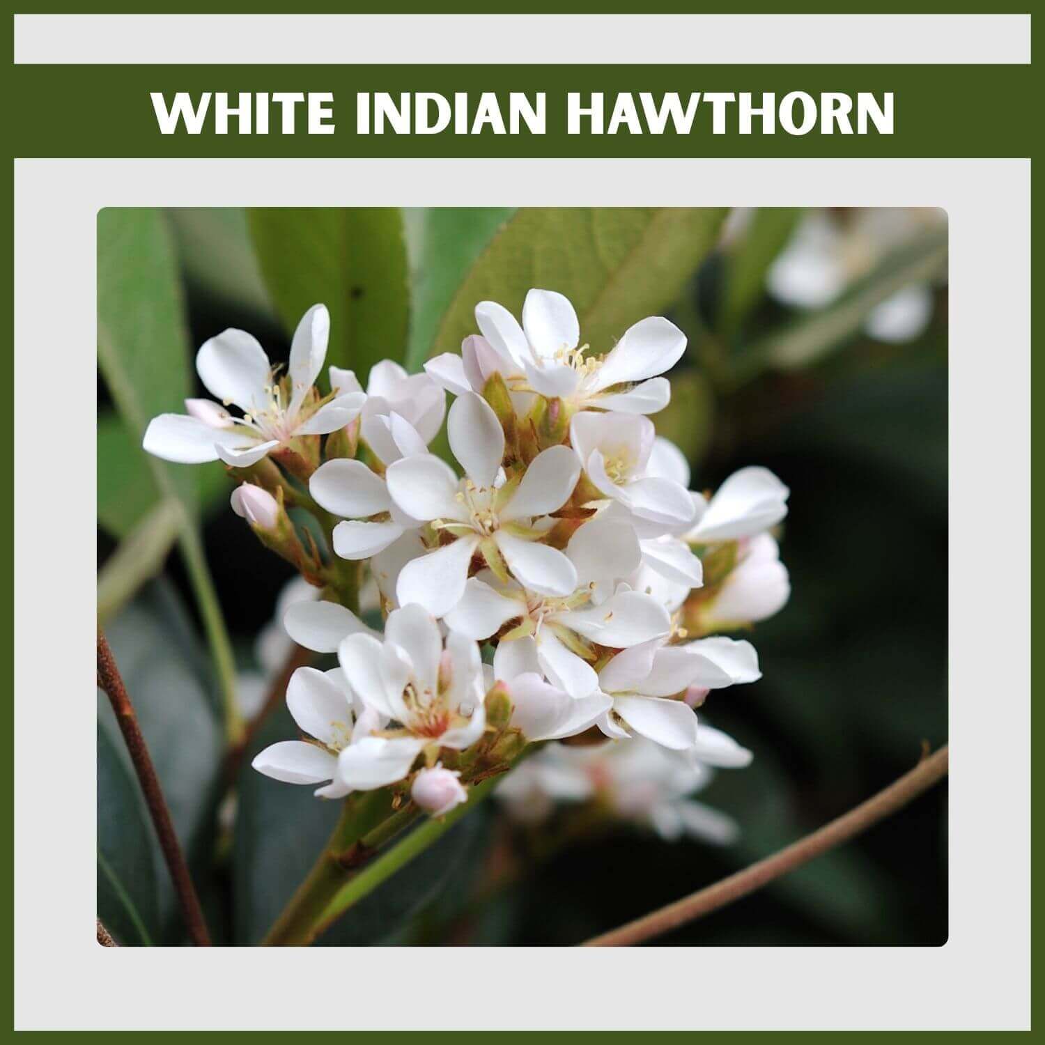 Clusters of pure white flowers on a 'White Enchantress' Indian Hawthorn shrub