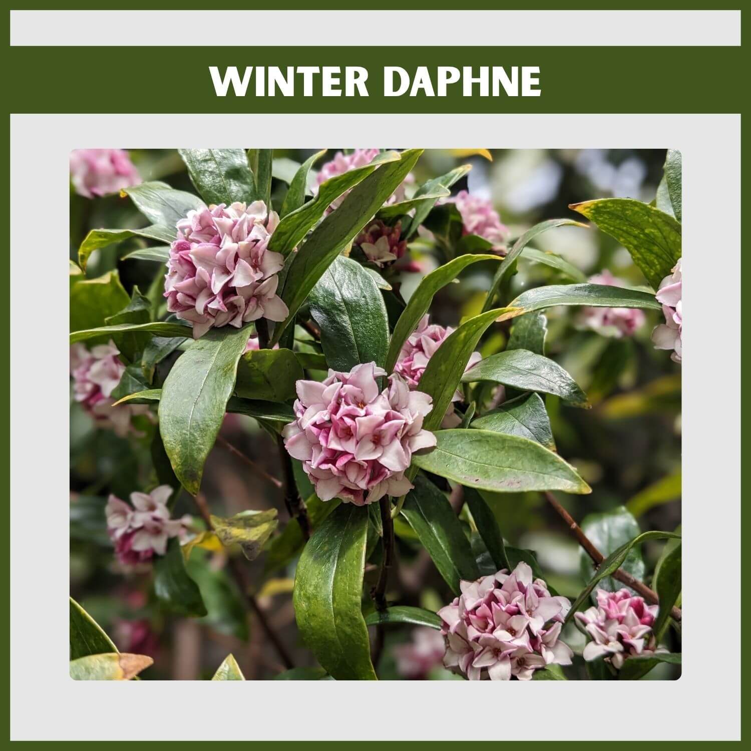 Close-up of Winter Daphne odora's intensely fragrant pink and white flower clusters