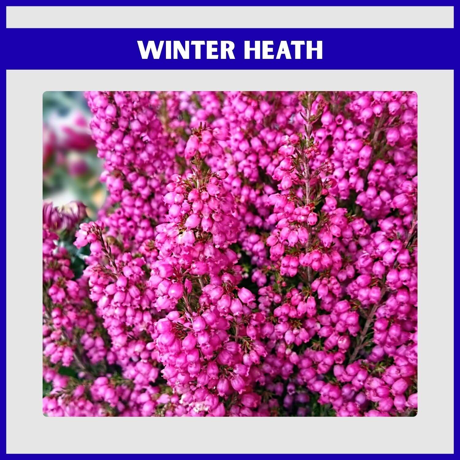 A mass of purple Winter Heath flowers, a vital winter-blooming evergreen