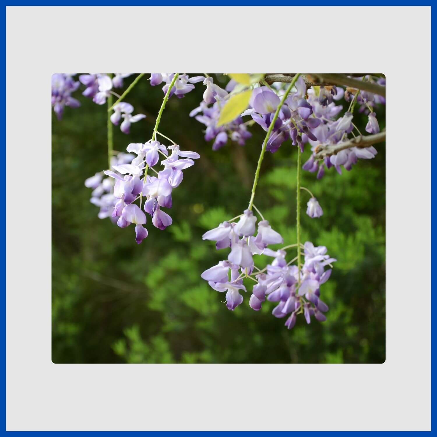 Long, hanging clusters of fragrant blue wisteria flowers on a vine