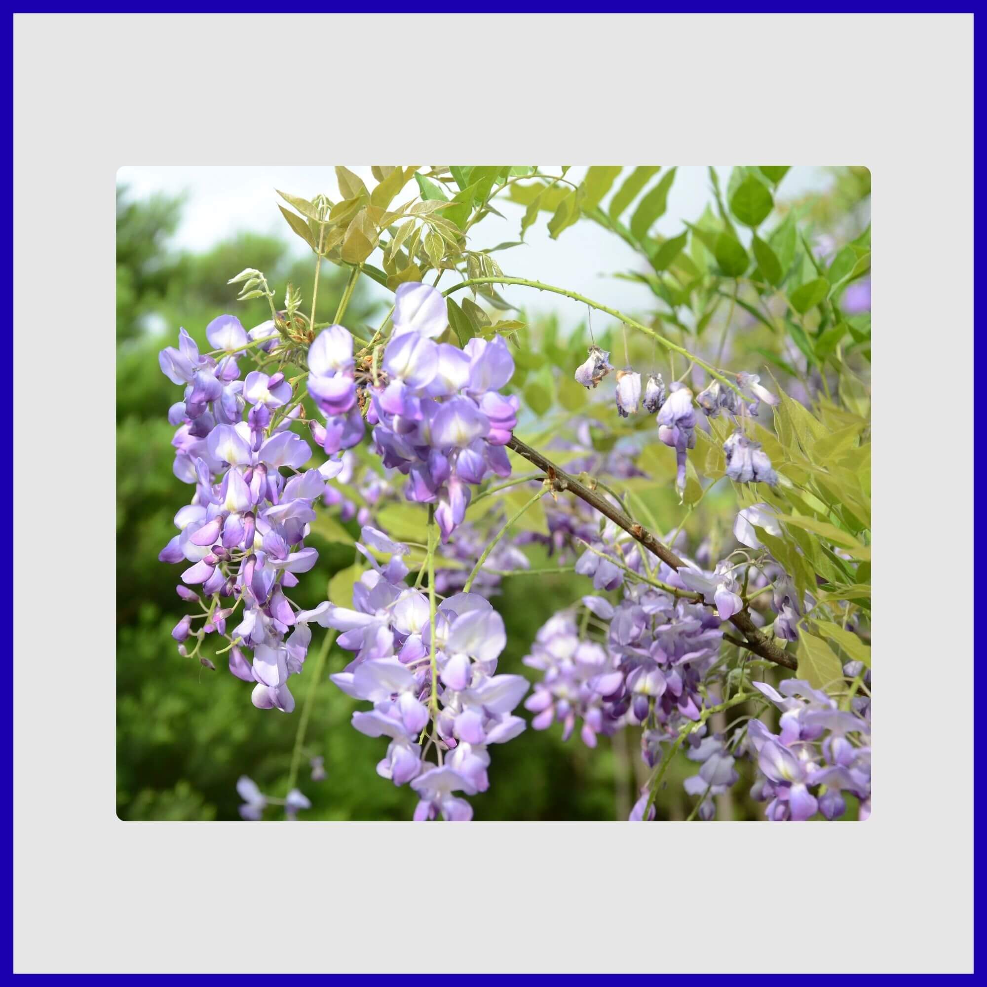 Chinese Wisteria tree standard with cascading lavender-blue flowers