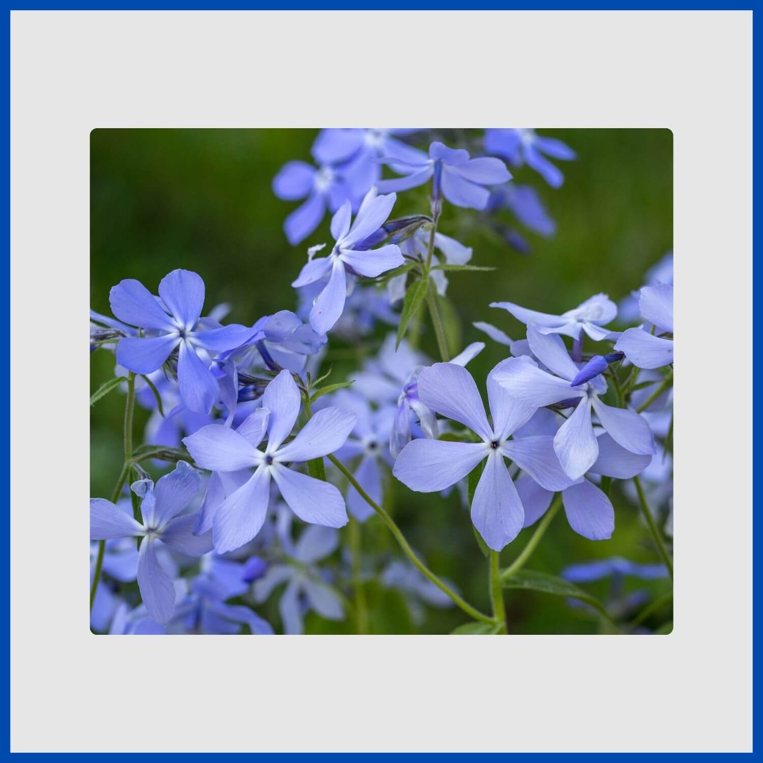 A cluster of fragrant, pale blue phlox flowers
