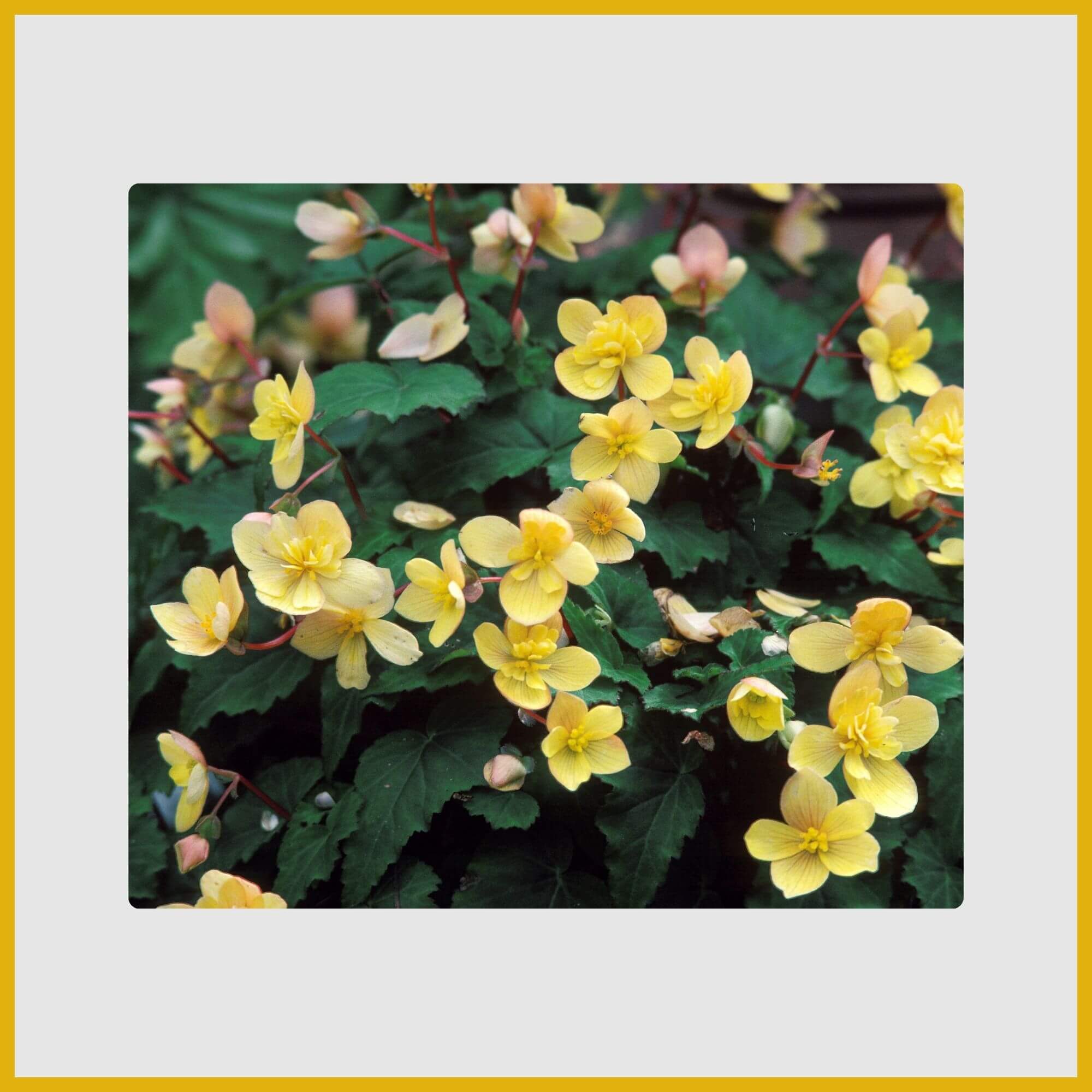 Cluster of yellow Begonia flowers thriving in a shady container garden