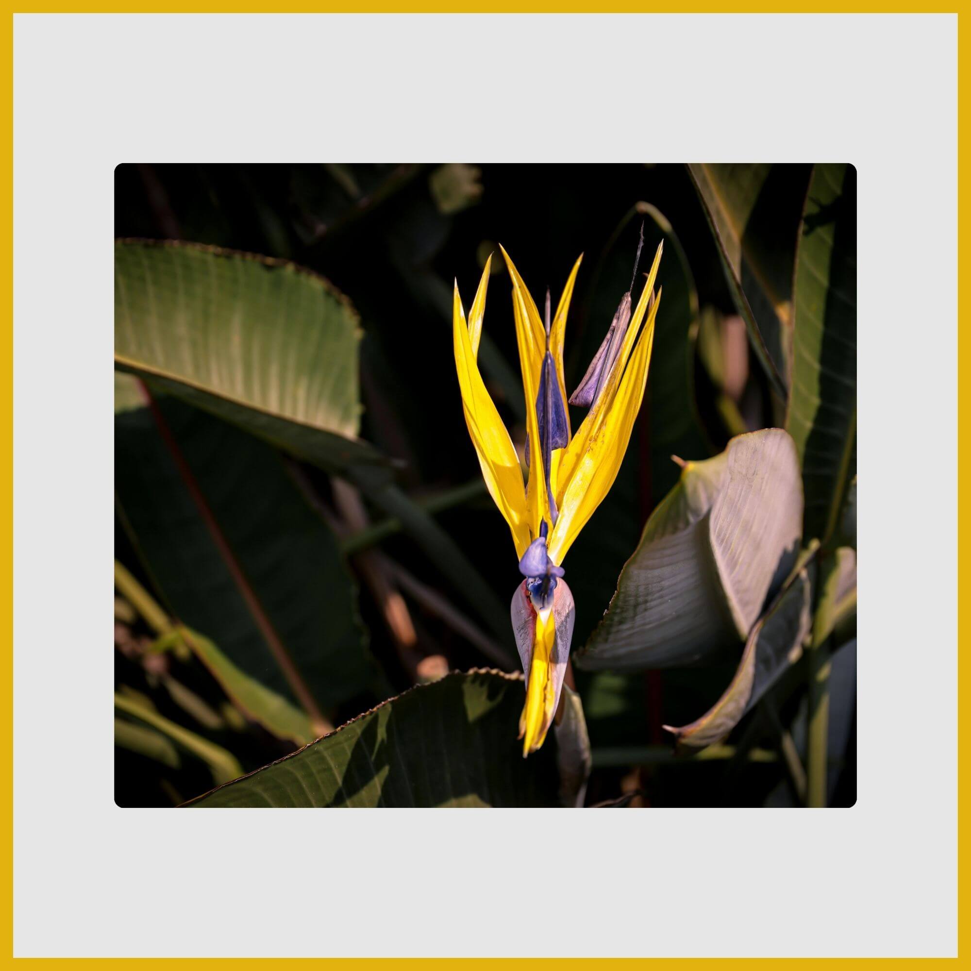 Stunning, architectural yellow and blue Bird of Paradise bloom